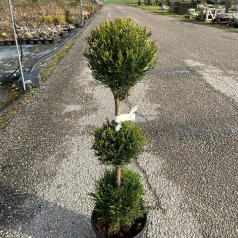 Cupressocyparis leylandii - PALLA (Cupressus leylandii, Cipresso) [Vaso 26cm]
