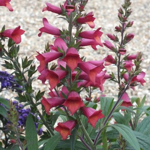Digitalis x hybrida "Illumination Cherry Brandy" [Vaso 19cm]