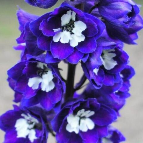 Delphinium x cultorum "Magic Fountain Dark Blue White Bee" (Delfinio) [Vaso 14cm]