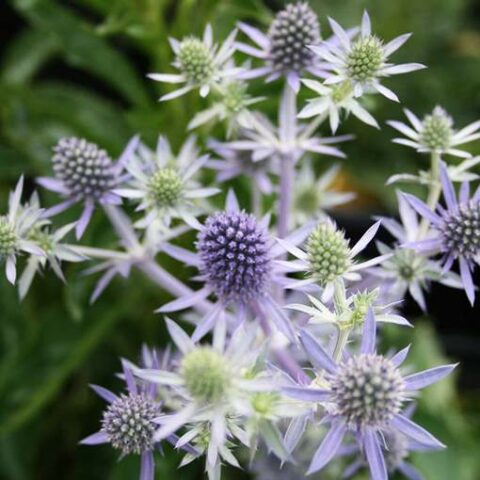 Eryngium planum "Blue Hobbit" [Vaso 14cm]