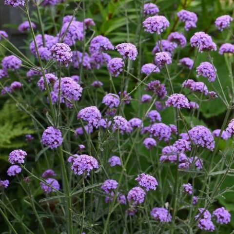 Verbena bonariensis "Royal Dreams" [Vaso 14cm]