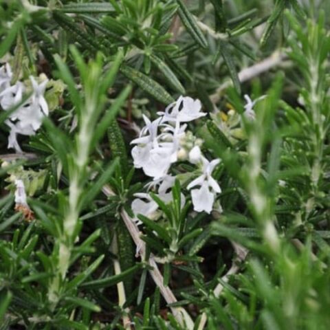 Rosmarinus officinalis "Majorca White" (Rosmarino) [Vaso 18cm]
