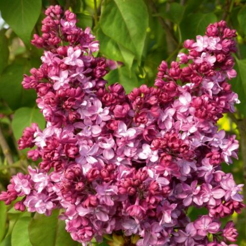 Syringa vulgaris "Prince Wolkonsky" (Lill) [Vaso 22cm]