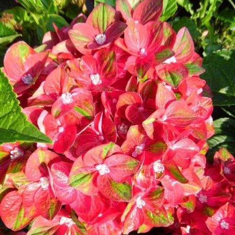 Hydrangea macrophylla "Rembrandt Rosso Glory" (Ortensia) [Vaso 22cm]