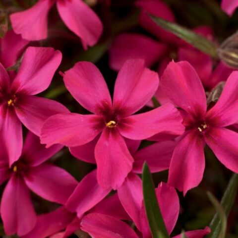 Phlox subulata "Scarlet Flame" [Vaso 14cm]