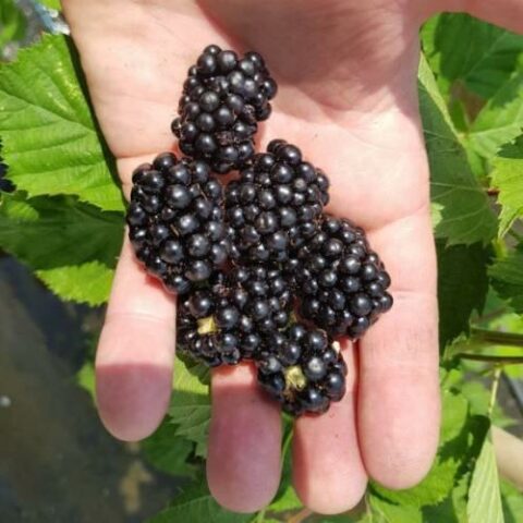 Mora "Loch Tay" (Rubus fruticosus) [Vaso 1,5 Litri]
