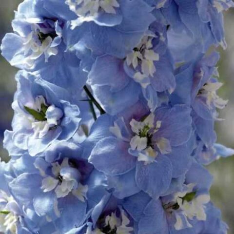 Delphinium x cultorum "Magic Fountain Sky Blue White Bee" (Delfinio) [Vaso 14cm]