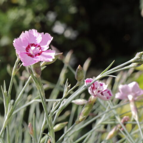 Dianthus gratianopolitanus "Jane Austen" [Vaso 18cm]