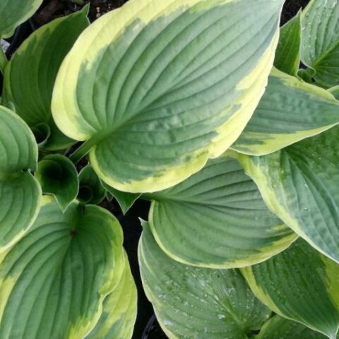 Hosta fortunei "Aureomarginata" [Vaso 17cm]