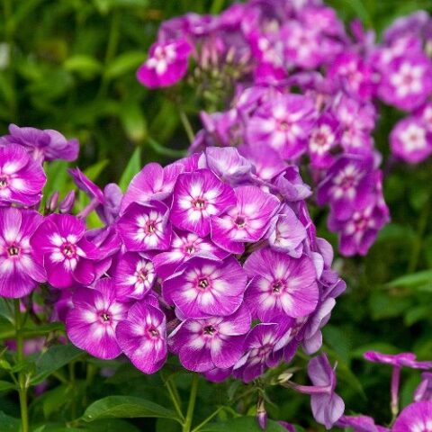 Phlox paniculata "Laura" [Vaso 10cm]