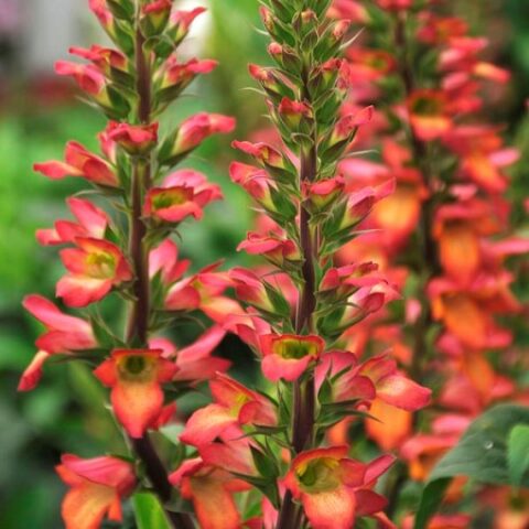 Digitalis x hybrida "Illumination Flame" [Vaso 19cm]