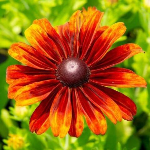 Rudbeckia hybrida "Summer daisy's Bronze Bicolor" [Vaso 14cm]