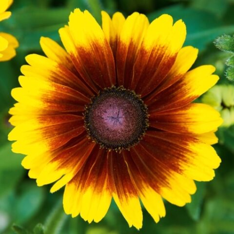 Rudbeckia hybrida "Summer daisy's Red Bicolor" [Vaso 14cm]