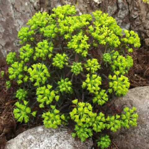 Euphorbia cyparissias "Clarice Howard" [Vaso 18cm]