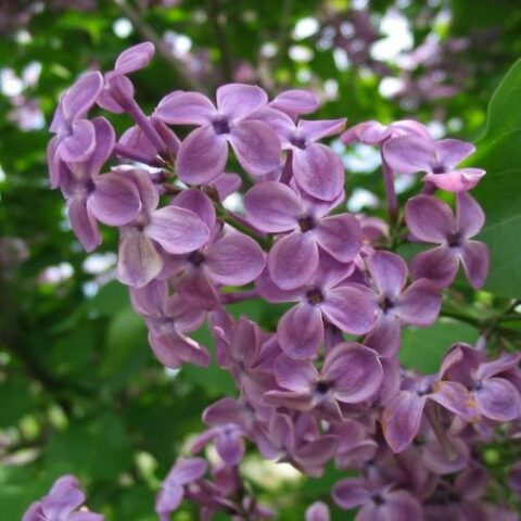 Syringa x hyacinthiflora "Pocahontas" (Lill) [Vaso 23cm]