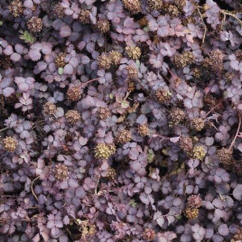Acaena inermis "Purpurea" [Vaso 18cm]