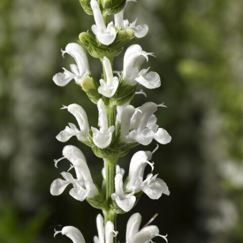 Salvia x superba "Bordeau White" [Vaso 14cm]