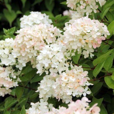 Hydrangea paniculata "Bombshell" (Ortensia) [Vaso 18cm]