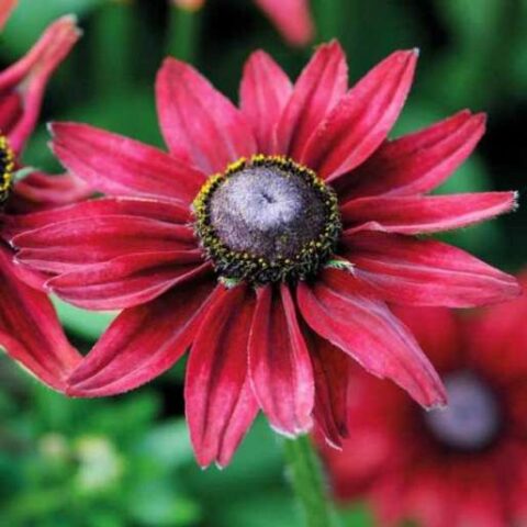 Rudbeckia hybrida "Summer daisy's Cherry" [Vaso 14cm]