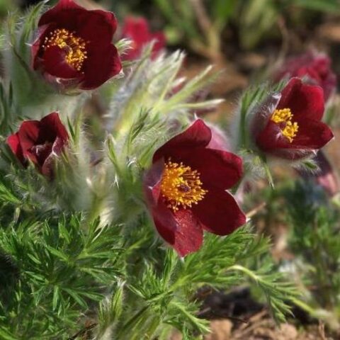 Pulsatilla vulgaris "Rote Glocke" (Fiore di Pasqua) [Vaso 18cm]