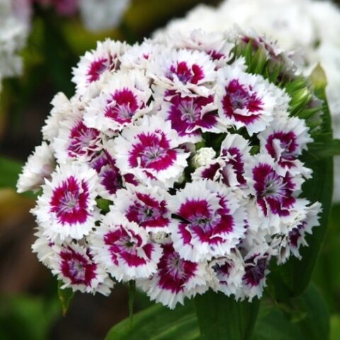 Dianthus barbatus "Indianer Teppich" [Vaso 10cm]