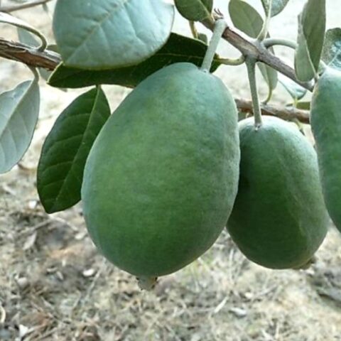 Acca sellowiana "Edenvale" (Feijoa - Guayabo del Brasile) [H. 130-140 cm.]