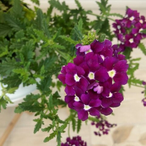 Verbena "Burgundy" [Vaso 14cm]