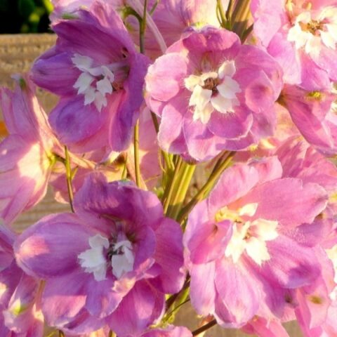 Delphinium pacific "Magic F. Rosa" (Delfinio) [Vaso 10cm]