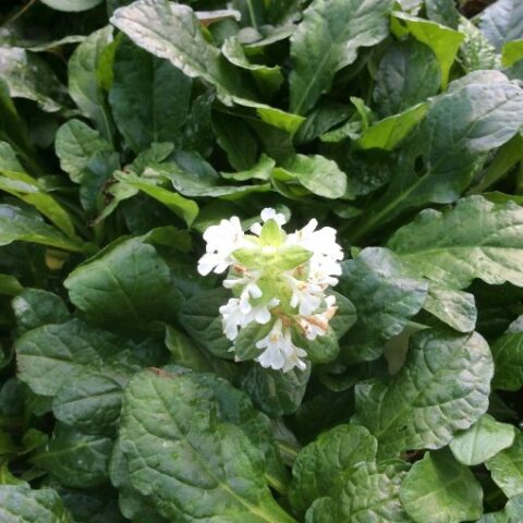 Ajuga reptans "Alba" [Vaso 18cm]