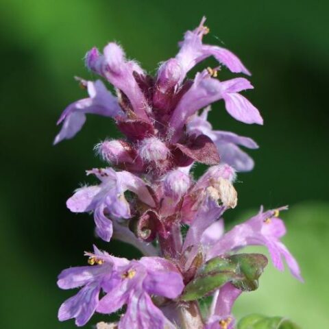 Ajuga reptans "Tottenham" [Vaso 18cm]