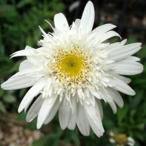Leucanthemum x superbum "Stina" [Vaso 10cm]