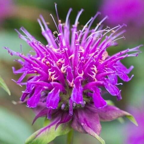 Monarda hybrida "Donner Wolke" [Vaso 10cm]