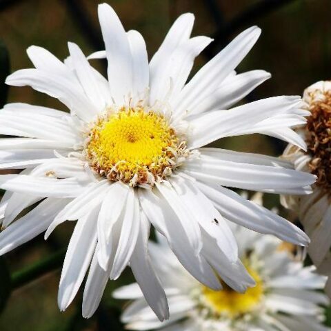 Leucanthemum x superbum "Polaris" [Vaso 10cm]