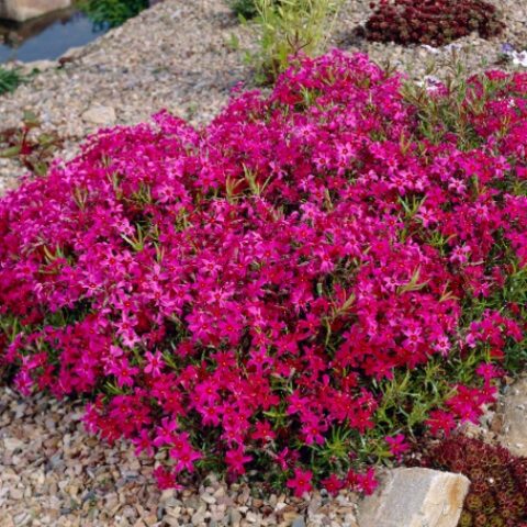Phlox subulata "Rotraud" [Vaso 10cm]