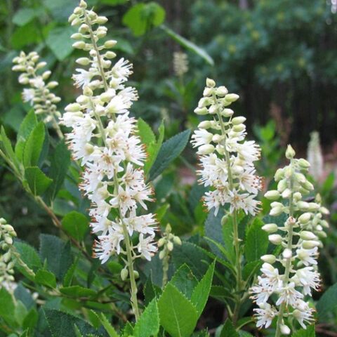 Clethra alnifolia [Vaso 21cm]