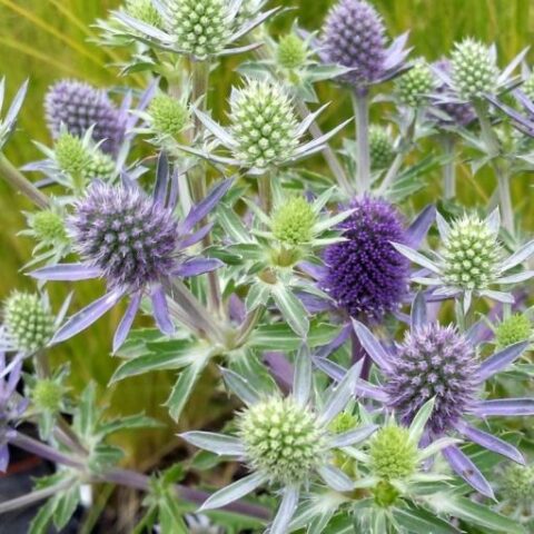 Eryngium planum "Blauer Zwerg" [Vaso 10cm]