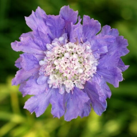 Scabiosa caucasica [Vaso 10cm]