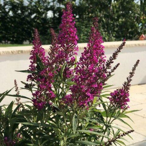 Buddleja davidii "Butterfly Tower" [Vaso 23cm]