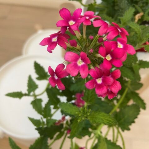 Verbena "Strawberry" [Vaso 14cm]