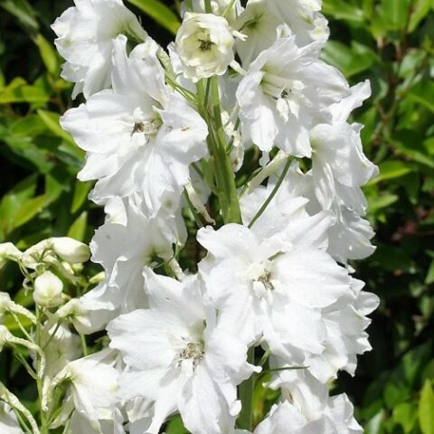 Delphinium pacific "Galahad" (Delfinio) [Vaso 10cm]