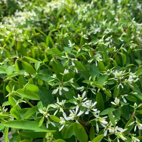 Euphorbia hypericifolia "Diamond Star" [Vaso 14cm]