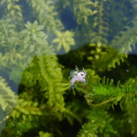 Elodea densa (Egeria densa) [Vaso 12cm]
