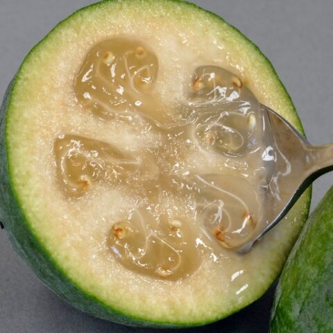 Acca sellowiana "Den's Choice" (Feijoa - Guayabo del Brasile) [Vaso 20cm]