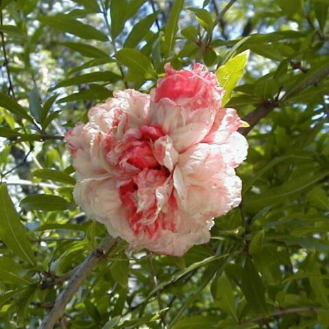 Punica granatum da fiore rosa (Melograno) [Vaso 20cm]