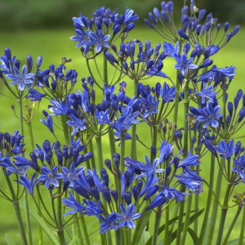 Agapanthus "Summer Love" (Agapanto) [Vaso 17cm]