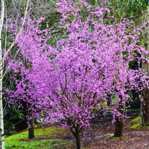 Prunus x blireana (Ciliegio da fiore) [H. 180-200 cm.]