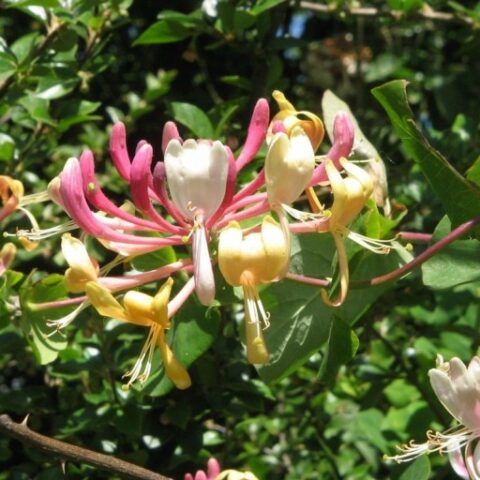 Lonicera caprifolium "Inga" [Vaso 3 Litri]