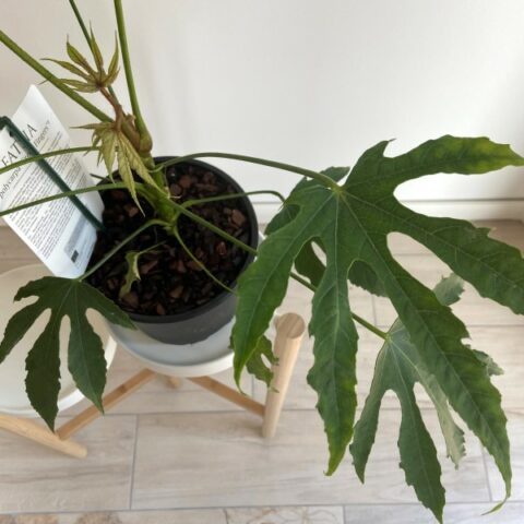 Fatsia polycarpa "Green Fingers" (Aralia) [Vaso 17cm | H. 30 cm.]