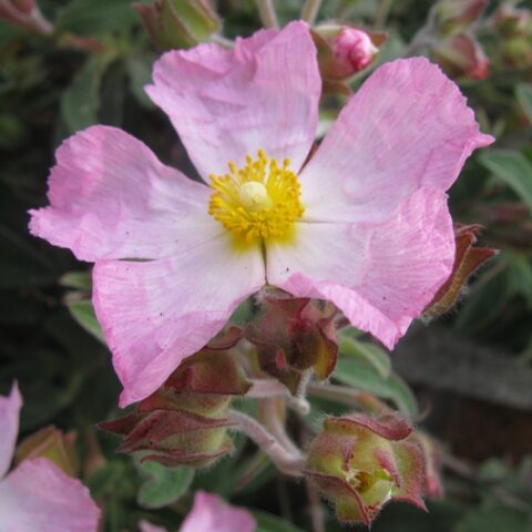 Cistus "Grayswood Pink" (Cisto) [Vaso 12cm]