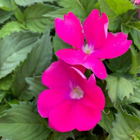 Sunpatiens "Purple" [Vaso 14cm]